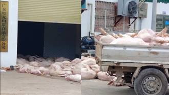 非洲豬瘟？ 肉品工廠外驚見「大量病死豬」 官方證實：沒流入市場