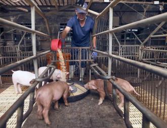 豬場未上傳廚餘紀錄就開罰？環境部稱「沒必要」點出1重點