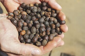 雀屎咖啡戰勝川普