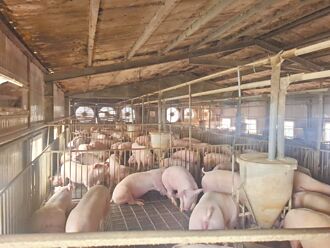 豬瘟衝擊 豬農籲補貼、保價收購