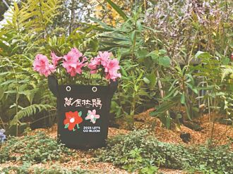 北海岸秋遊 來去萬金種杜鵑