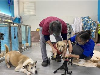 新北救援車禍犬脊椎斷裂錯位 評估後人道處理助解脫