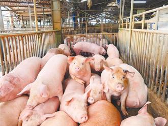 全台5441豬場初檢全陰性 化製場監控曝35場死亡異常