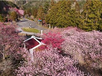 武陵農場櫻花季訂房周六開搶！相關交通管制時間出爐