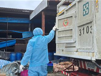 非洲豬瘟餘波！紀姓特約獸醫心寒：情義已盡、明年不再簽約