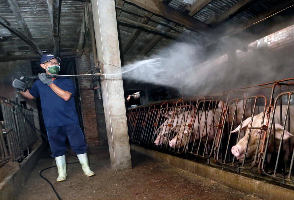 非洲豬瘟案場清消2次仍驗病毒!國防部化學兵緊急支援