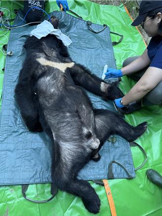 花蓮黑熊連闖雞舍 族人協助捕捉78公斤成年公熊