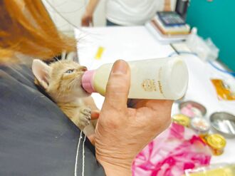 八里 牆內躲喵喵 動保處鑿壁救貓