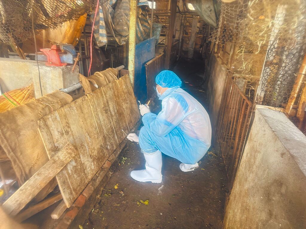 豬瘟案場下周再採檢 驗出陰性就過關？杜文珍曝考量