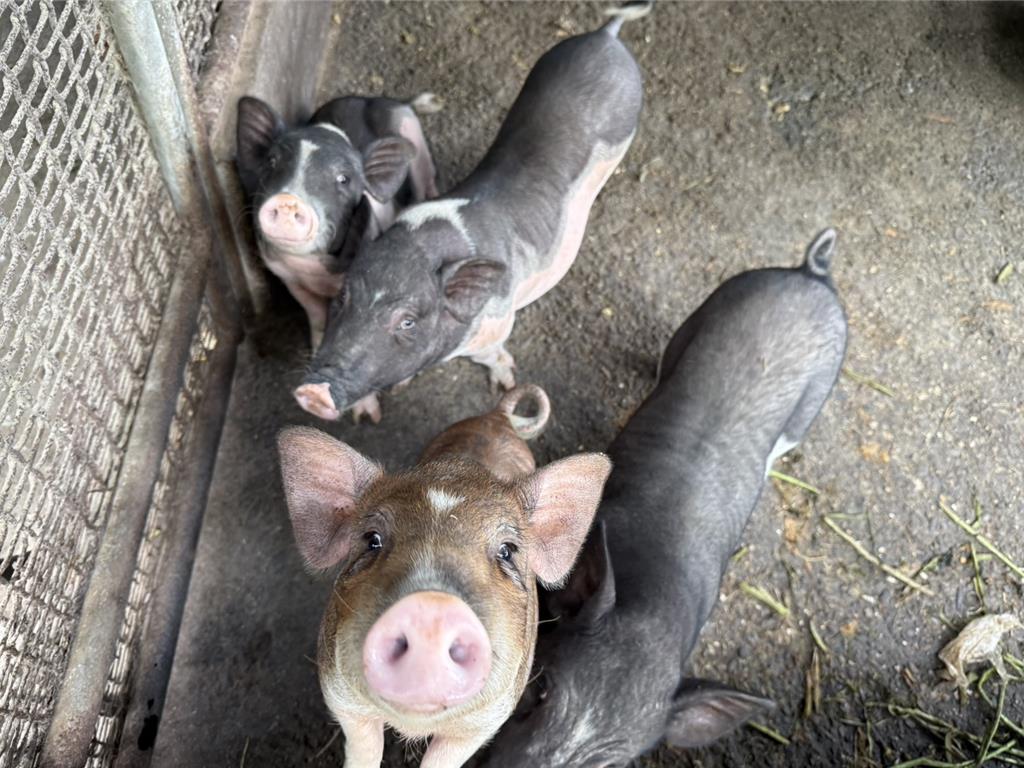 台南查核48小型養豬場、439家豬肉來源 全面防範非洲豬瘟