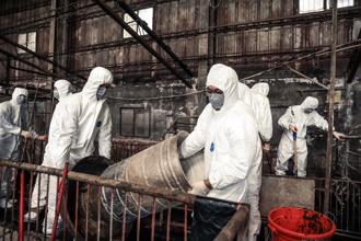 官兵協助案場消毒 嚴防豬瘟擴散