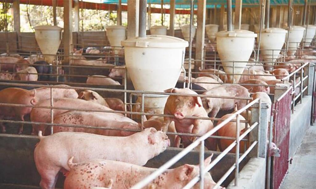 野豬恐吃廚餘染疫！農業部：人員巡查、設相機監測