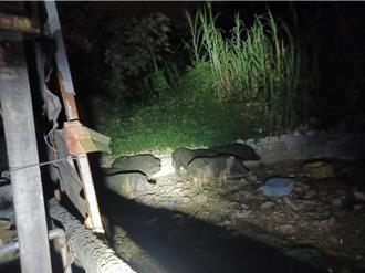 太平山區驚現山豬養豬場！民眾急通報 採樣結果出爐