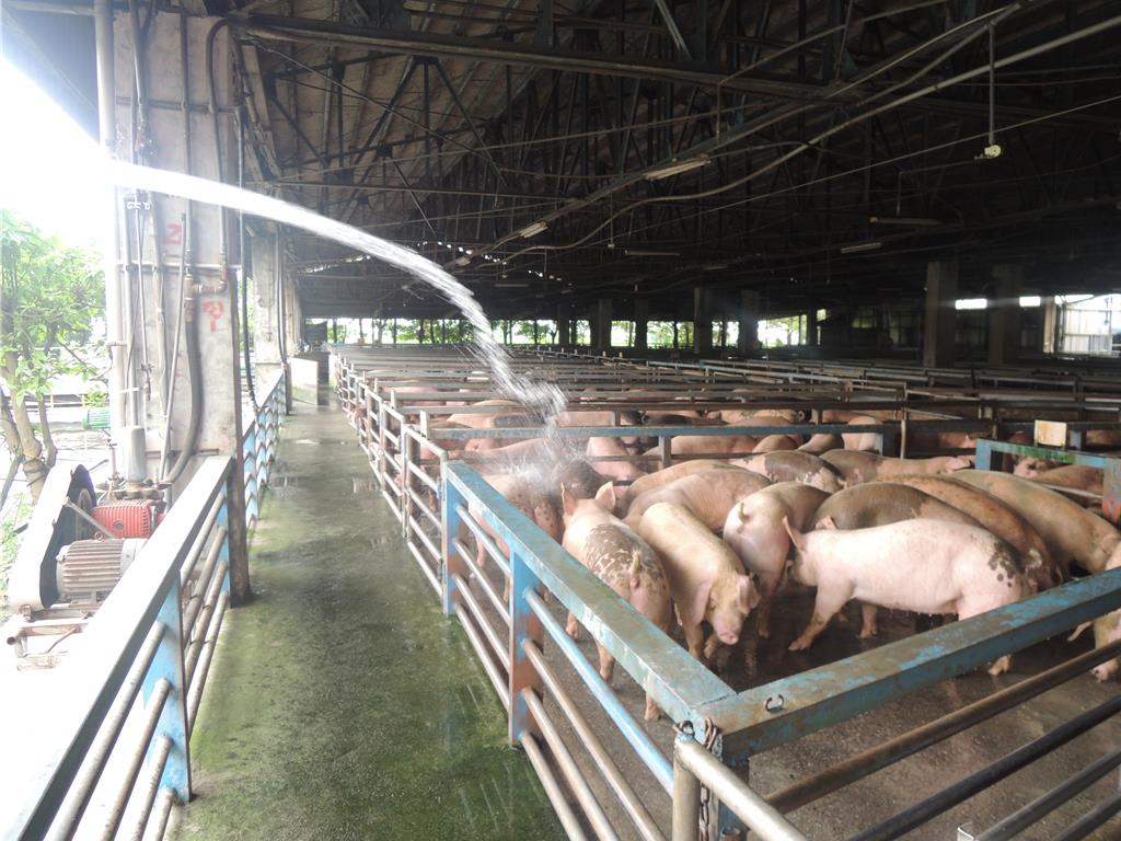 宜蘭全面禁用廚餘養豬 縣府研擬加碼補助豬農轉型