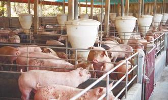 看完非洲豬瘟中央疫調  名醫證實：台中市沒有延誤通報