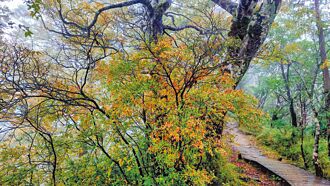 山毛櫸轉黃 遊太平山坐蹦蹦車