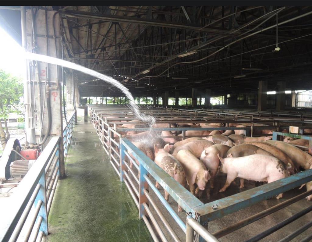 防非洲豬瘟捲土重來!宜蘭豬「即日起不吃廚餘了」