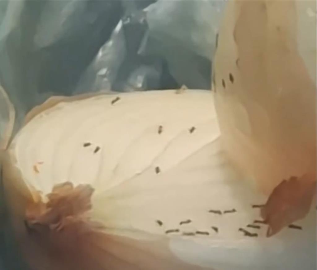 噁爆！高雄小吃店洋蔥「螞蟻列隊橫行」 衛生局開罰了