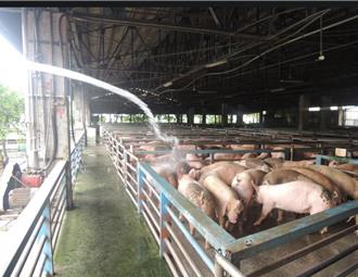 防非洲豬瘟捲土重來！宜蘭豬「即日起不吃廚餘了」