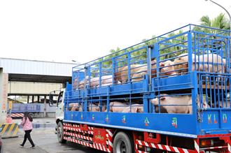 豬肉7日開市在望！雲林肉品市場：將增加1成交易量 盼豬價平穩