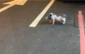 非洲猪瘟警戒中！宠物猪「嗨逛太平马路」饲主惨喷600元