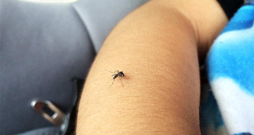 新北現首例本土登革熱 6旬婦無旅遊史 感染源不明