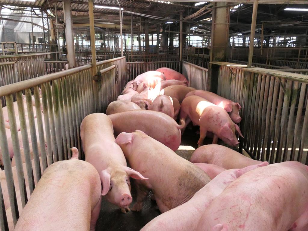 台中爆首例非洲豬瘟 養豬團體點名「廚餘養豬」是最大漏洞