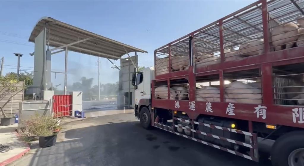 台南肉品市場湧入2千頭豬隻 排隊名店「阿明豬心冬粉」11/8復業