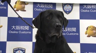 10年来最大宗！台女携液态大麻闯关　遭日本缉毒犬抓包