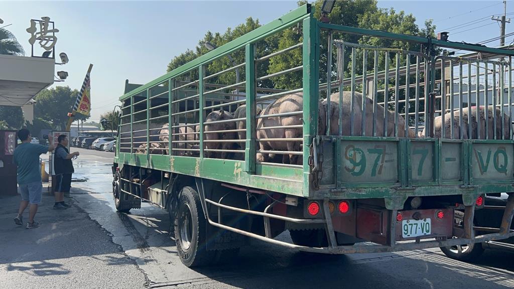 彰化肉品市場湧入400頭豬隻 拍賣價最高每公斤突破118元