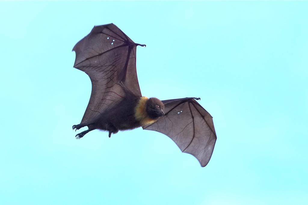 一級保育類台灣狐蝠現蹤花蓮 166隻高度適應都市生活