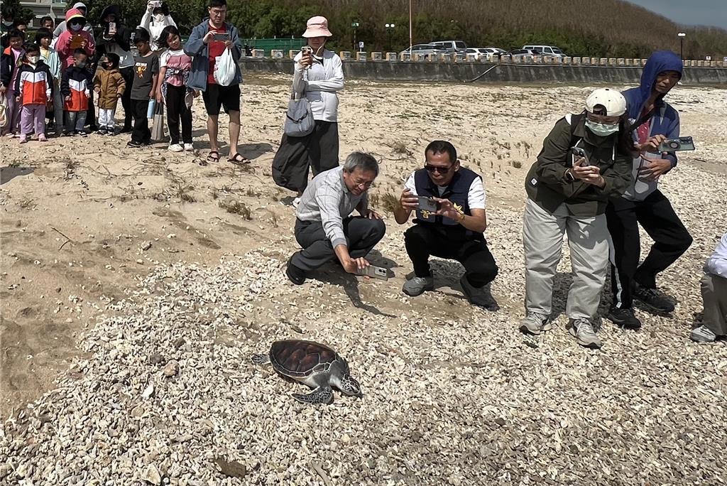 澎湖望安野放2綠蠵龜 滿地珊瑚碎屑如走「天堂路」下海