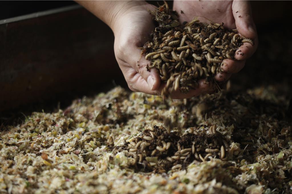 苗栗三義黑水虻每日吞1.2公噸廚餘 打造零廢棄循環