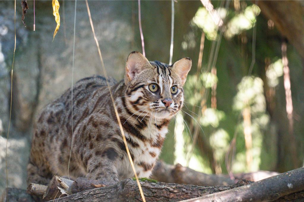 北市動物園收容3石虎 曾遭非法捕捉、遇陷阱害截肢 辛酸故事曝