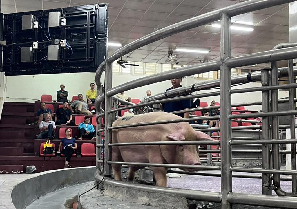 花蓮豬隻拍賣交易價格波動小 平均每公斤101元 