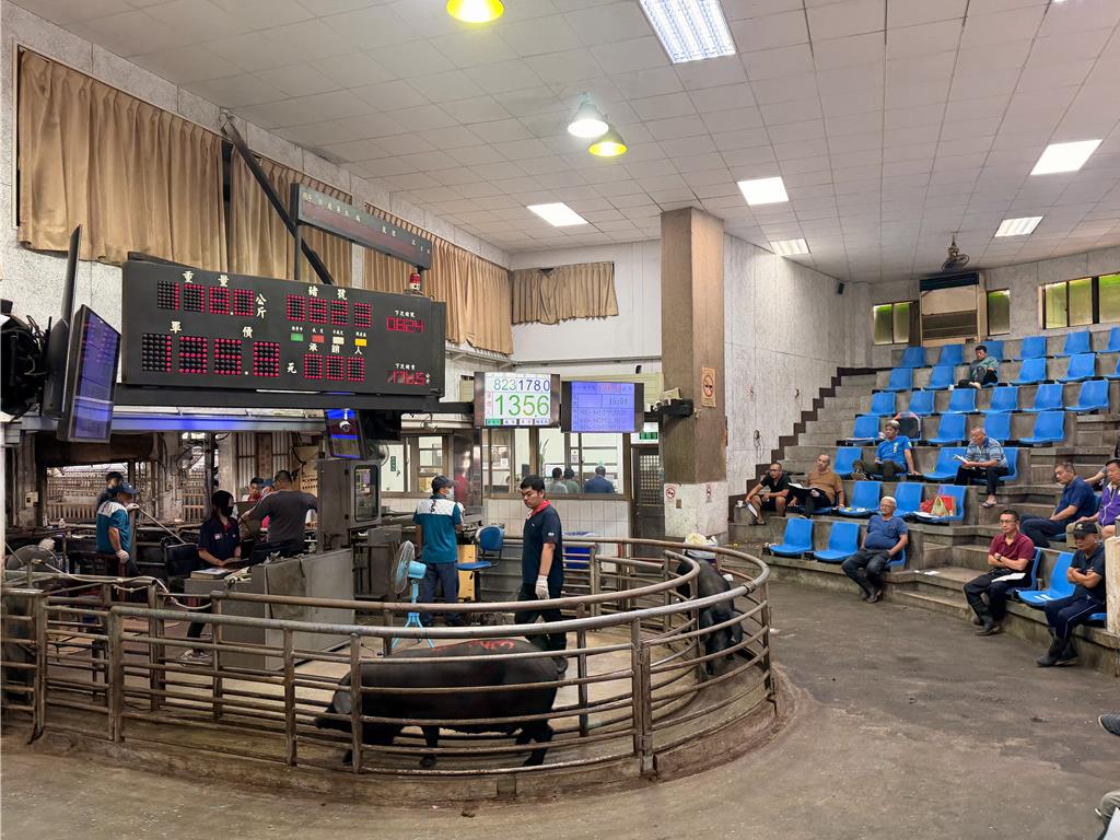 全台解除活豬禁運 苗栗拍賣851頭豬隻 黑毛豬數量逾半