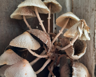 自家牆壁冒出一大堆蘑菇 除濕機全開也沒用 誇張照片曝