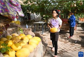 為何四季甜？「哈密瓜自由」彰顯種業創新跑出加速度