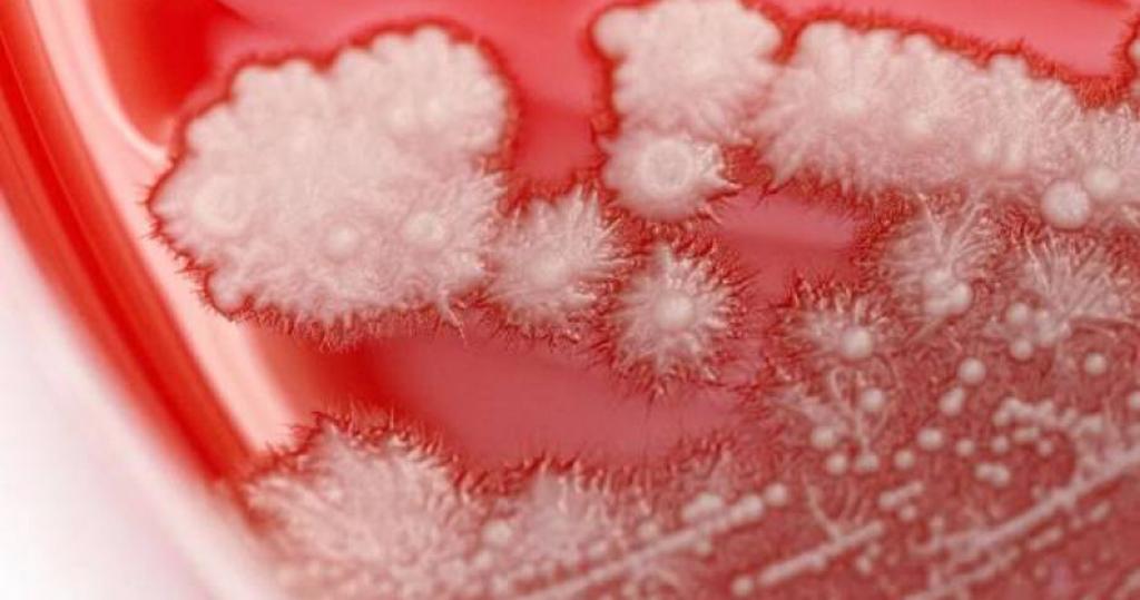 感冒亂吃抗生素更慘！36歲男喉嚨「長滿雪花」超驚悚　醫生示警了