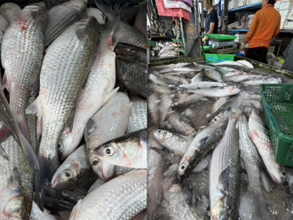 彰化捕獲3千餘尾「先頭烏」 野生烏魚吸引民眾搶買