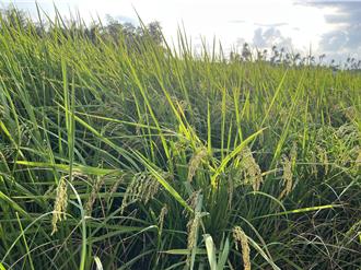 凤凰颱风逼近 台东农民抢收稻作、荖叶