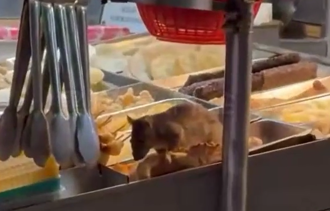 影》盐酥鸡摊惊见「料理鼠王」 30公分大老鼠狂嗑食材