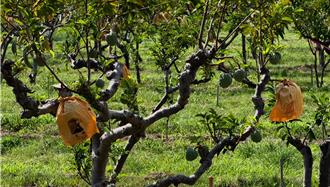 卑南太平释迦连环失窃　农民怒：一天遭偷3次