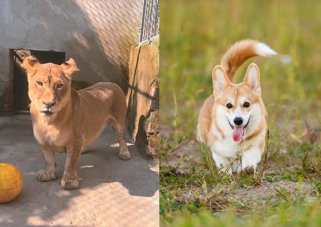 天生腿短遭排擠! 動物園「柯基獅」可愛爆紅