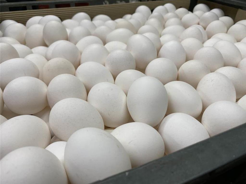 台中追芬普尼蛋流向 楓康、全聯及2蛋商預防性下架