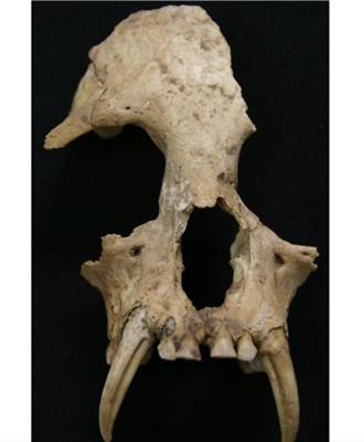 古DNA揭秘！秦始皇祖母陵墓出土長臂猿為「滅絕新物種」