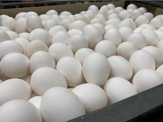 雞蛋檢出農藥「芬普尼」！15萬顆流入9縣市 9品項下架停售
