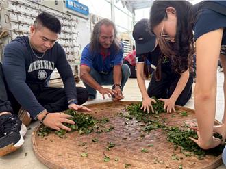 金宝电号召50员工体验深坑採茶 企业ESG结合食农教育