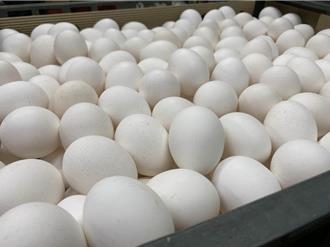 台中追芬普尼蛋流向 楓康、全聯及2蛋商預防性下架