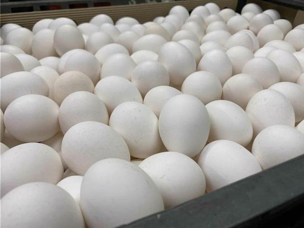 禁用芬普尼卻仍爆問題蛋 養雞協會曝最可能原因